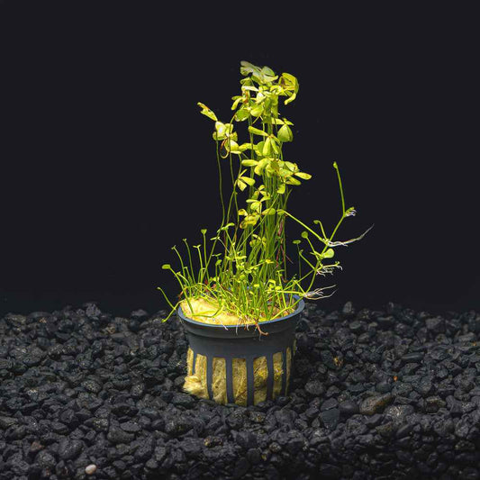 Dwarf Four Leaf Clover | Easy Carpeting Aquarium Plant