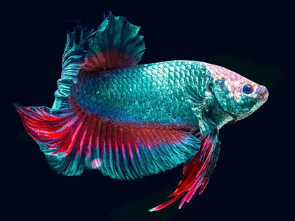 Betta Giant