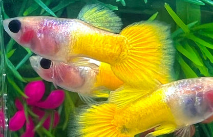 Gold Short Glass Belly Guppy