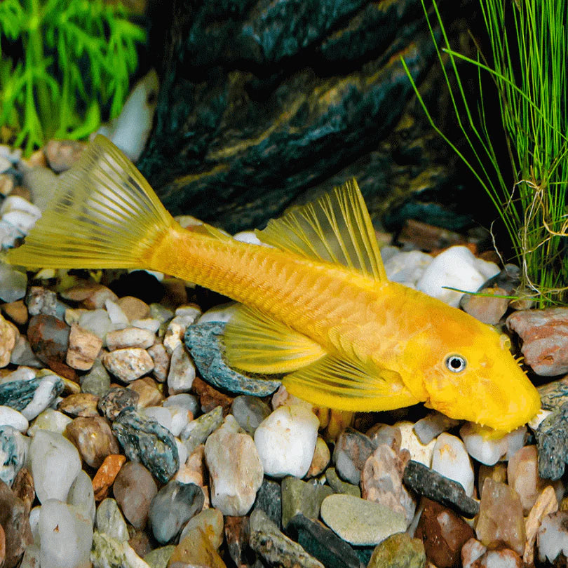 Blue Eye Lemon Bristlenose Pleco