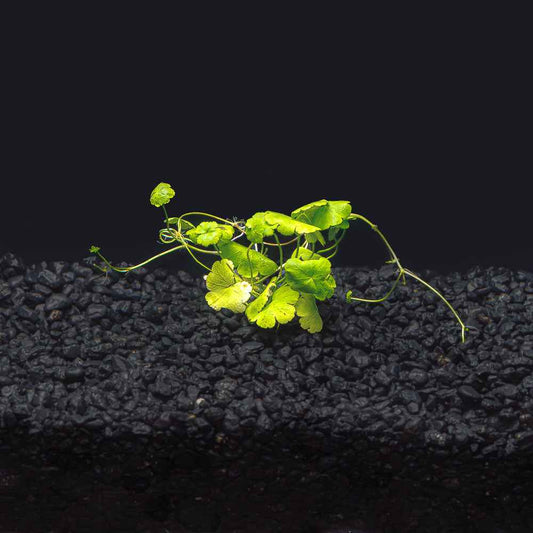 Hydrocotyle tripartita 'Japan'