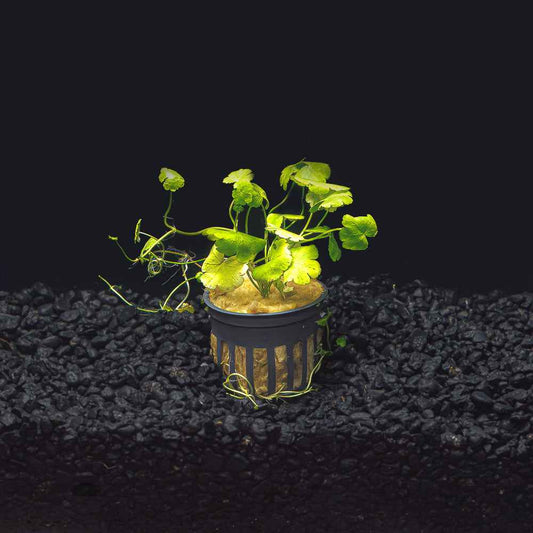 Hydrocotyle tripartita 'Japan'