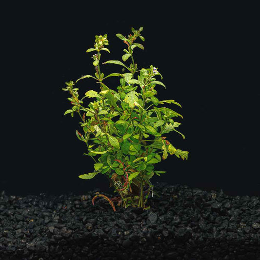 Hygrophila pinnatifida