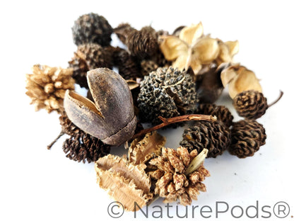 Mini/Nano Seed Pod Variety Pack - 37 Pieces