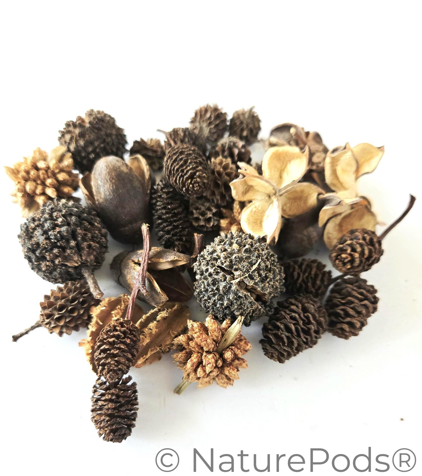 Mini/Nano Seed Pod Variety Pack - 37 Pieces