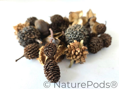 Mini/Nano Seed Pod Variety Pack - 37 Pieces