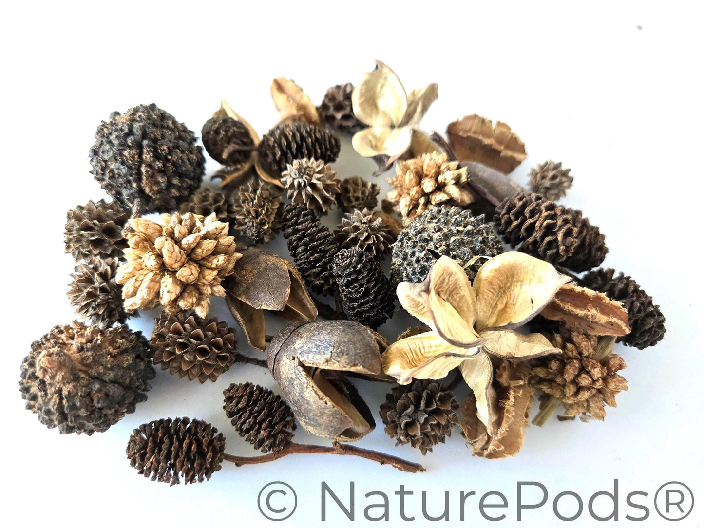 Mini/Nano Seed Pod Variety Pack - 37 Pieces