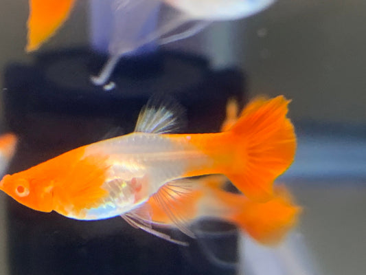 Koi Red Ear Ribbon Guppy
