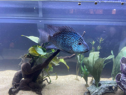 Carpinitis Cichlid