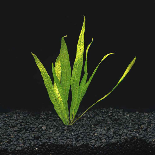 Java Fern | Microsorum Pteropus