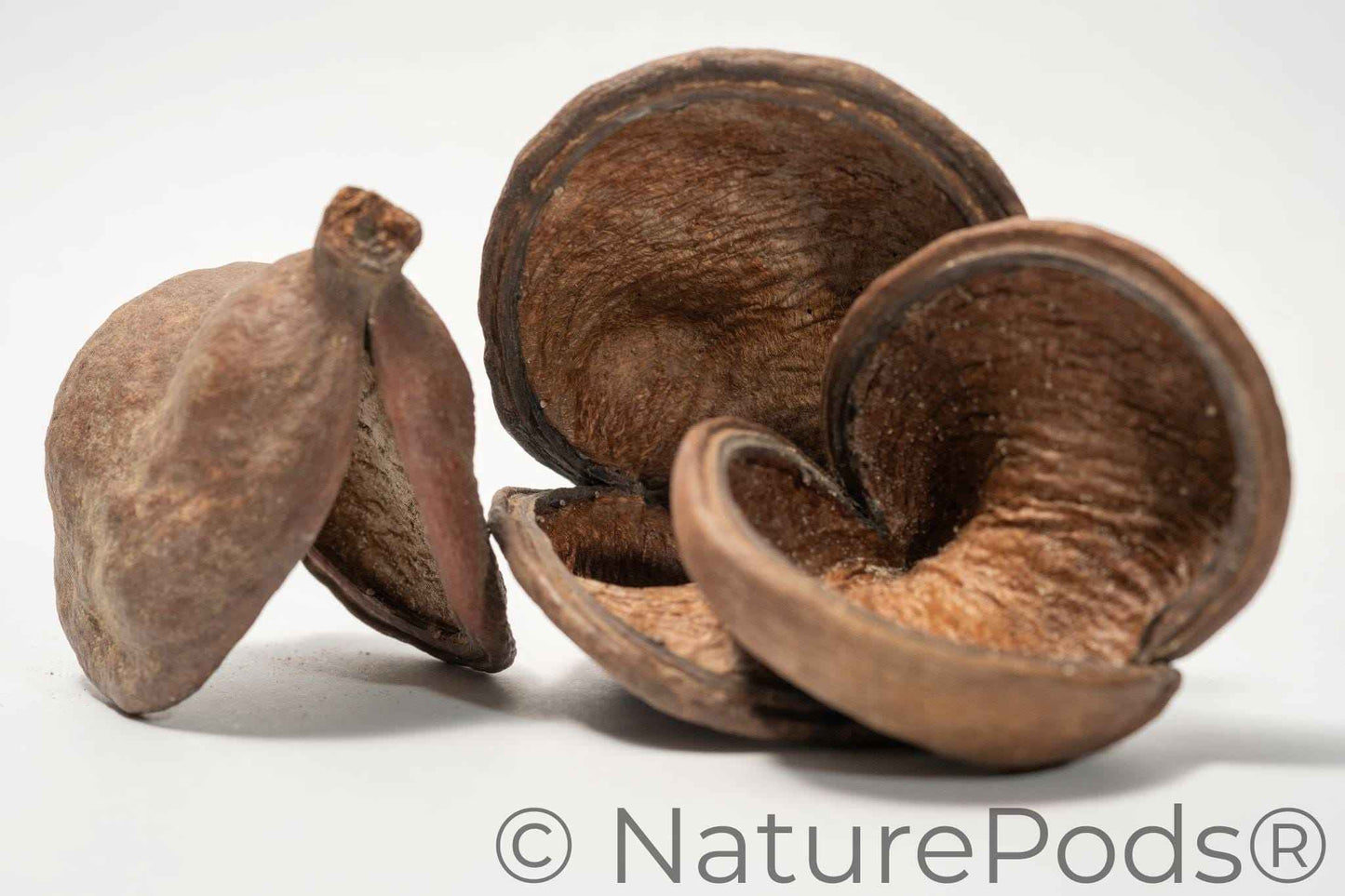 Jungle Pod /Split Nut Pod