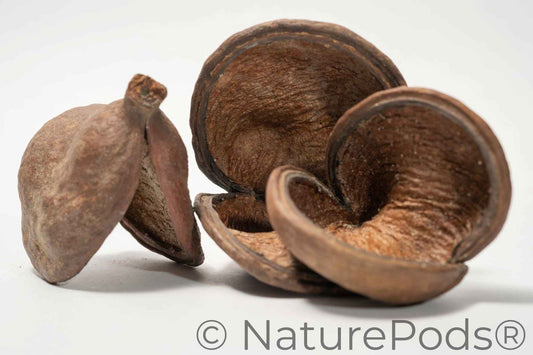 Jungle Pod /Split Nut Pod
