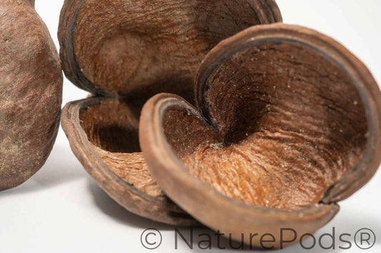 Jungle Pod /Split Nut Pod