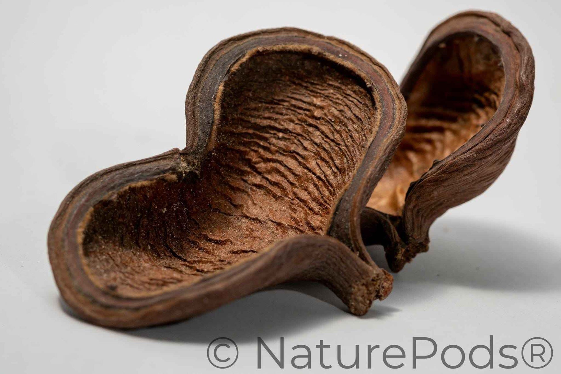 Jungle Pod /Split Nut Pod