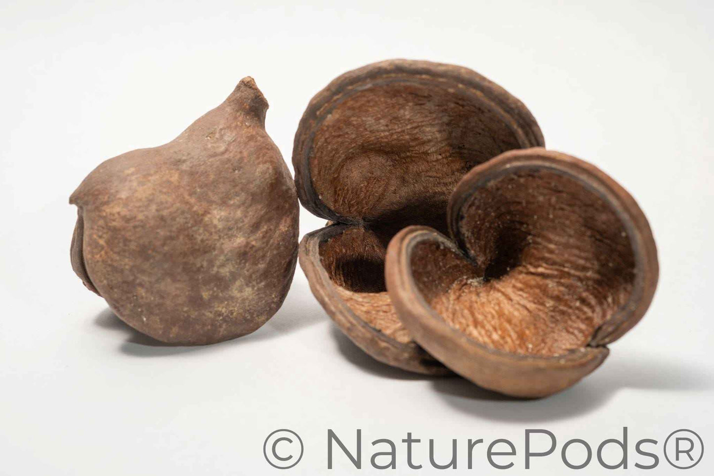 Jungle Pod /Split Nut Pod