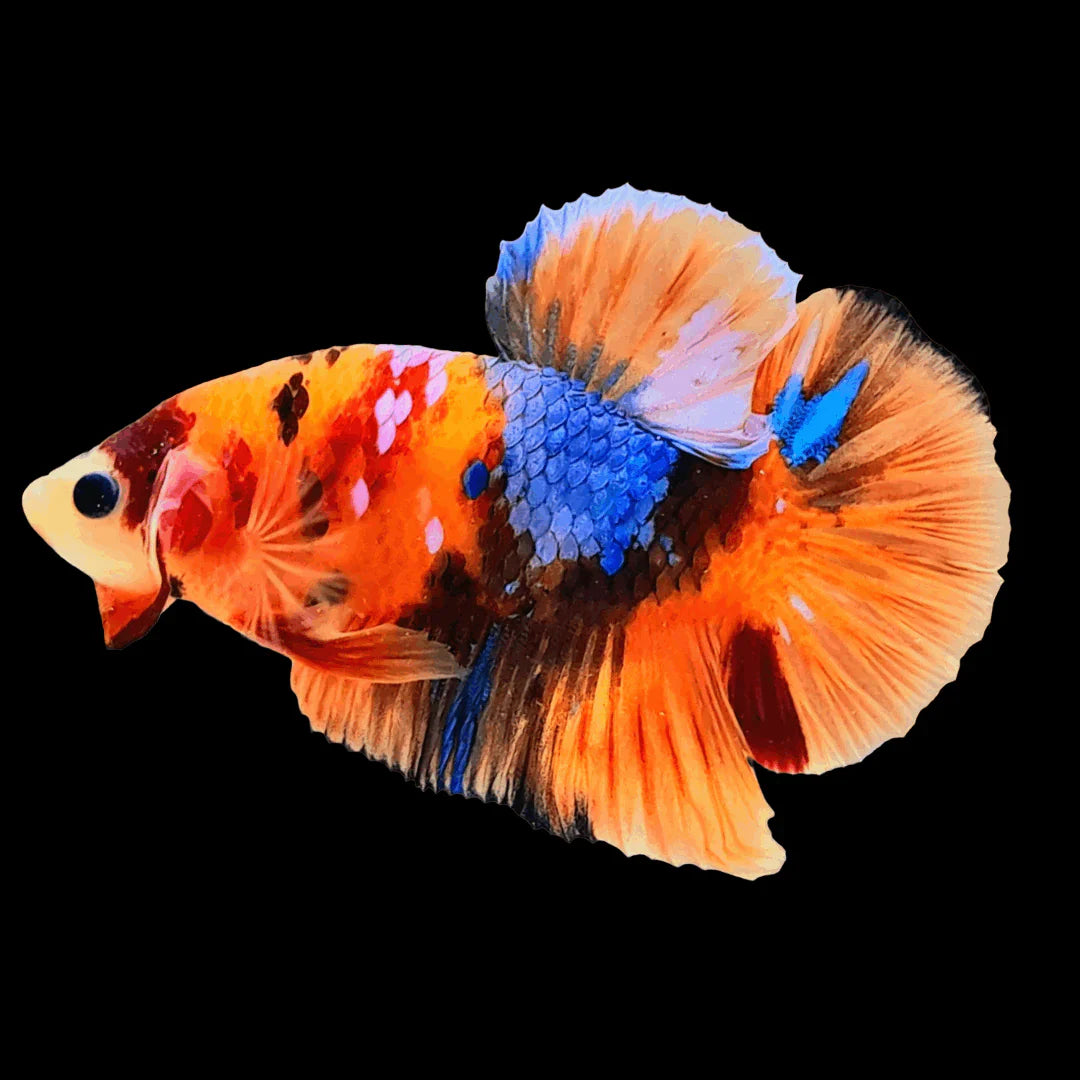 Male Nemo Betta