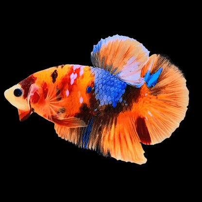 Male Nemo Betta
