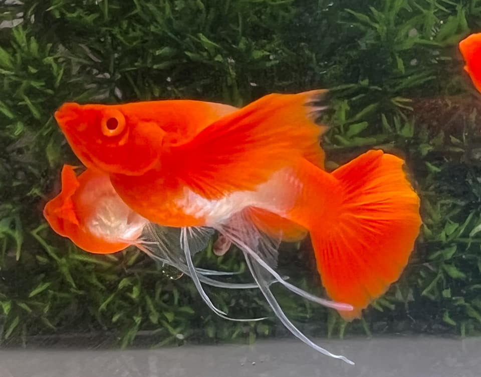 Koi Red Ear Ribbon Butterfly Ear Guppy