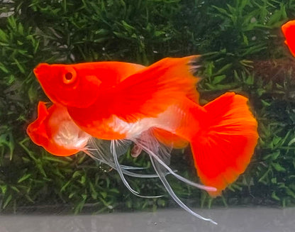 Koi Red Ear Ribbon Butterfly Ear Guppy