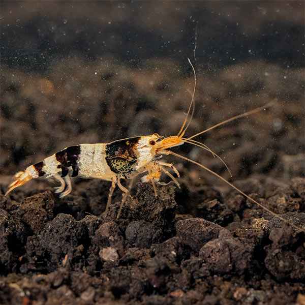 Black & White Shrimp
