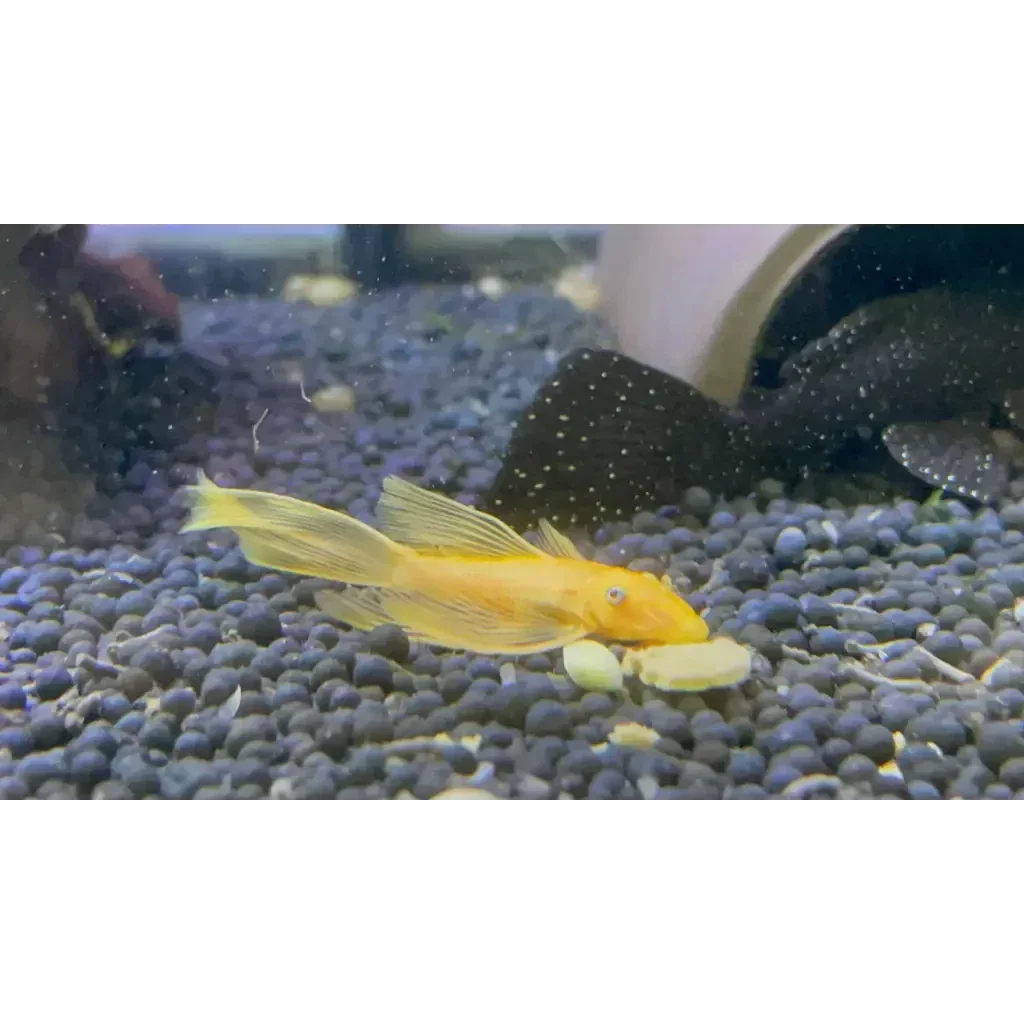 Blue Eye Lemon Bristlenose Pleco