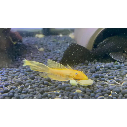 Blue Eye Lemon Bristlenose Pleco
