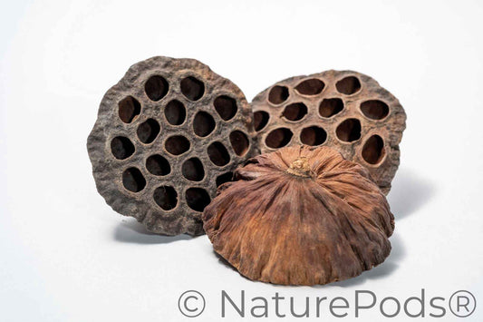 Lotus Seed Pod Heads