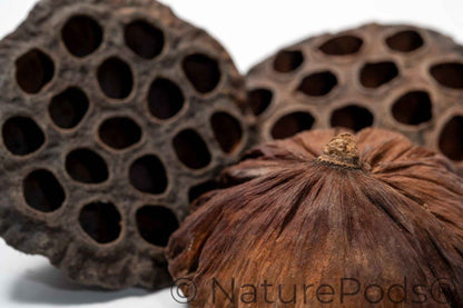 Large Seed Pod Pack