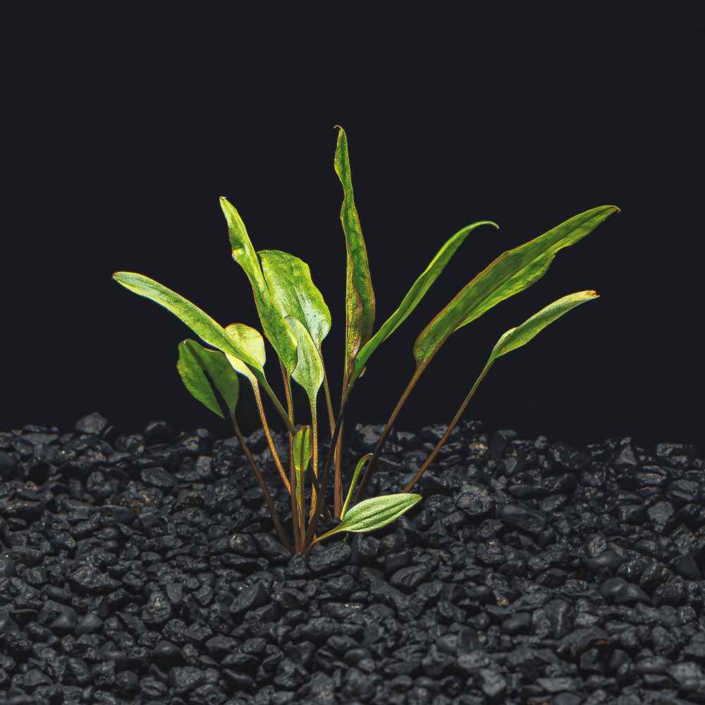 Cryptocoryne lutea