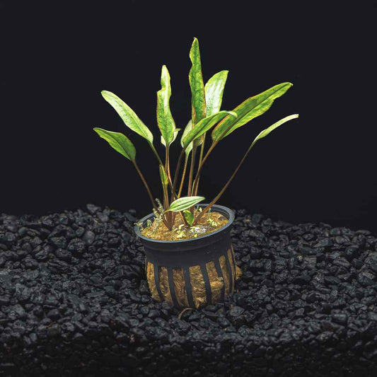 Cryptocoryne lutea