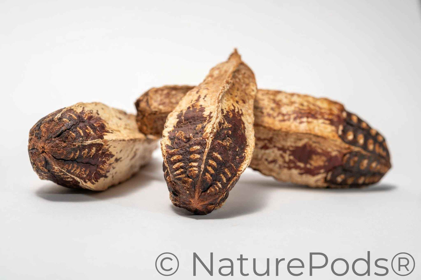 Mahogany Seed Pod