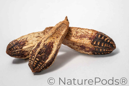 Mahogany Seed Pod