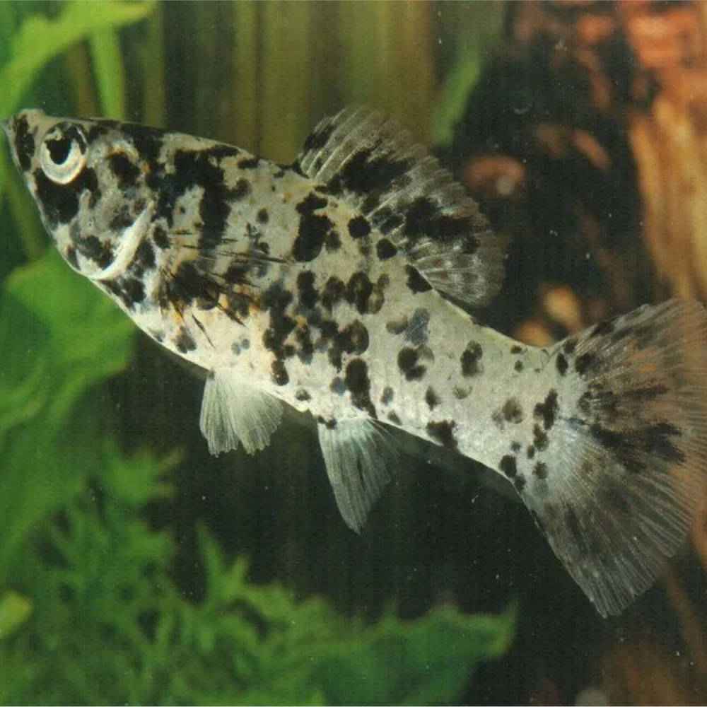 Marble Mollies