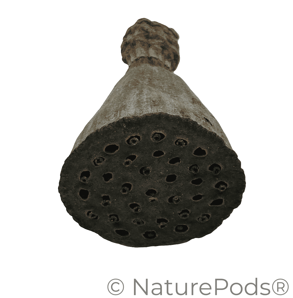 Mini Lotus Seed Pods