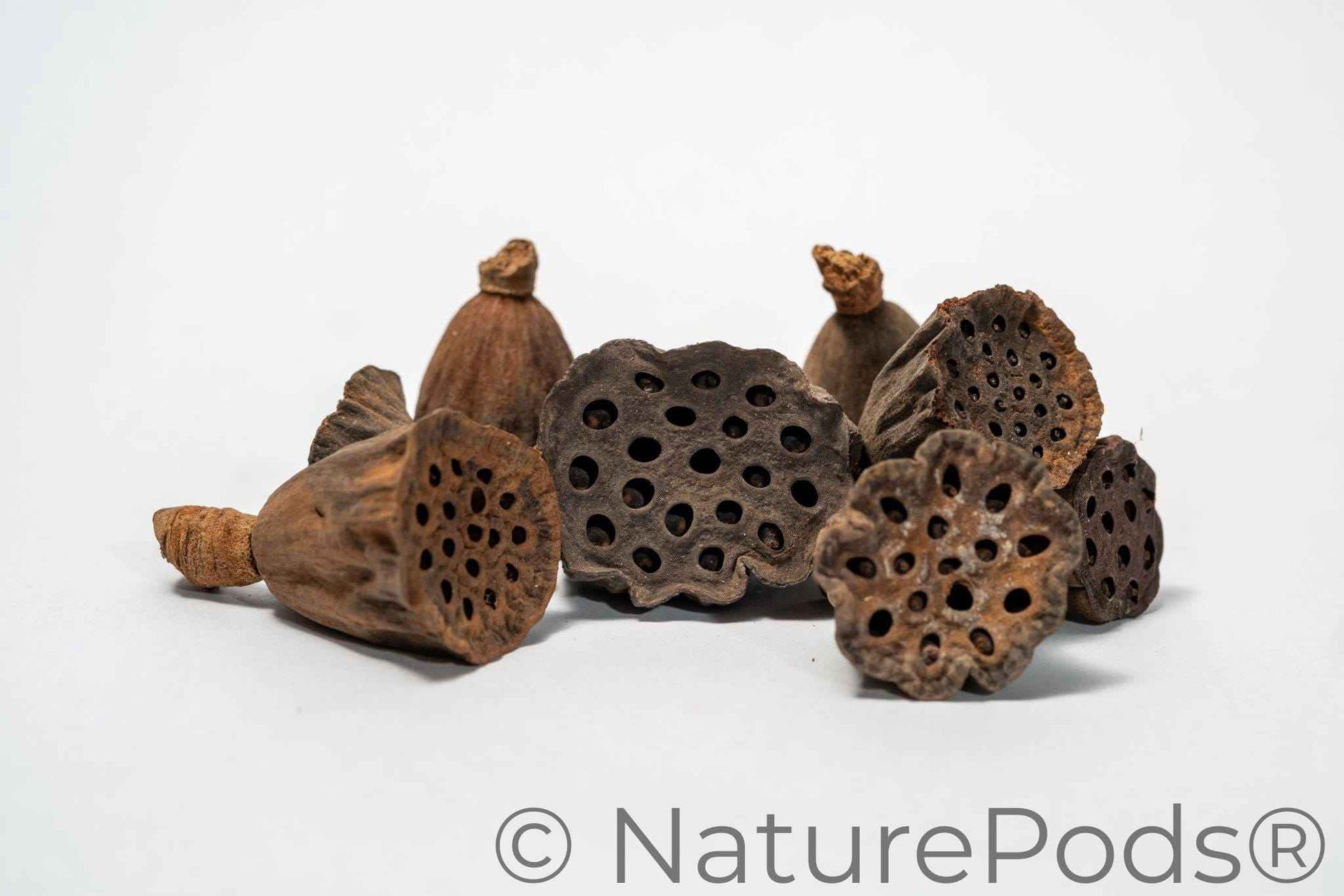 Mini Lotus Seed Pods