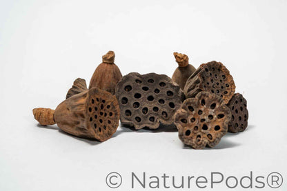 Mini Lotus Seed Pods