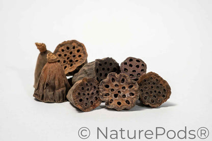 Mini Lotus Seed Pods