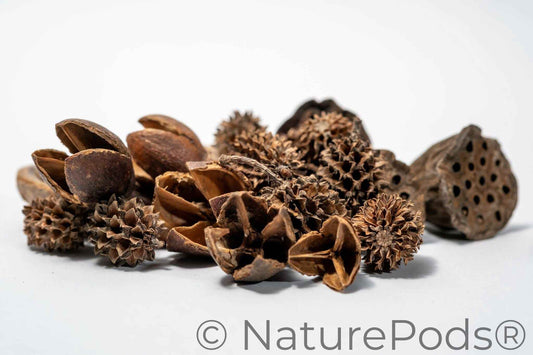 Assorted Mini/Nano Botanical Seed Pod Pack