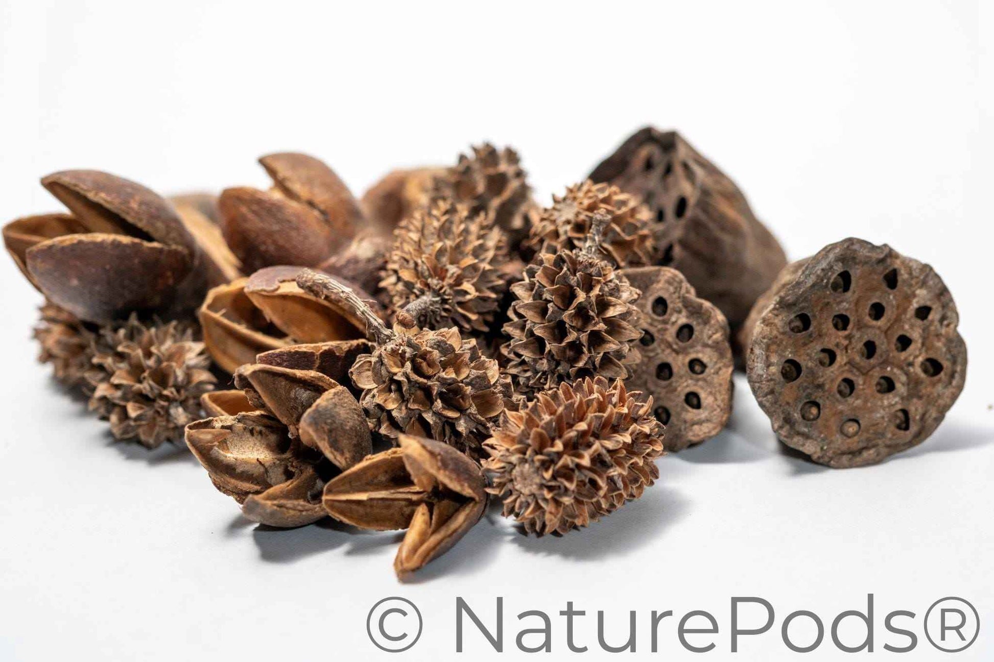 Assorted Mini/Nano Botanical Seed Pod Pack
