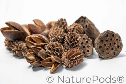 Assorted Mini/Nano Botanical Seed Pod Pack
