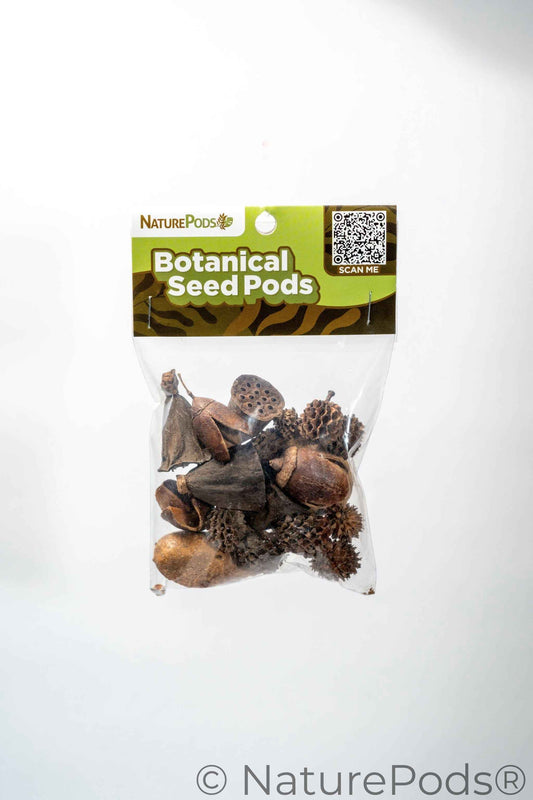 Assorted Mini/Nano Botanical Seed Pod Pack