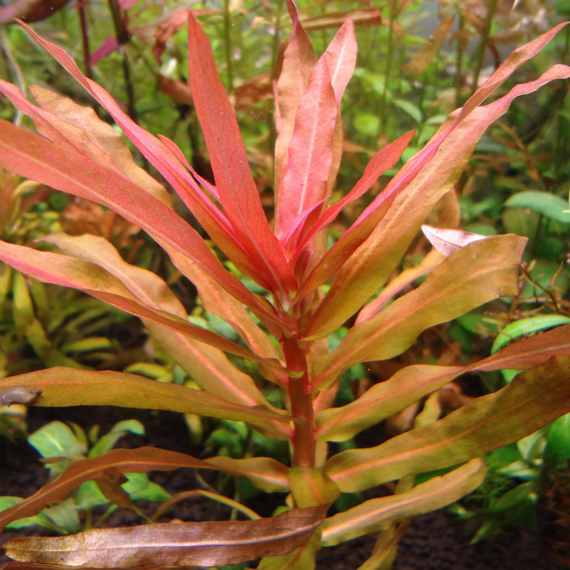 Ammania senegalensis