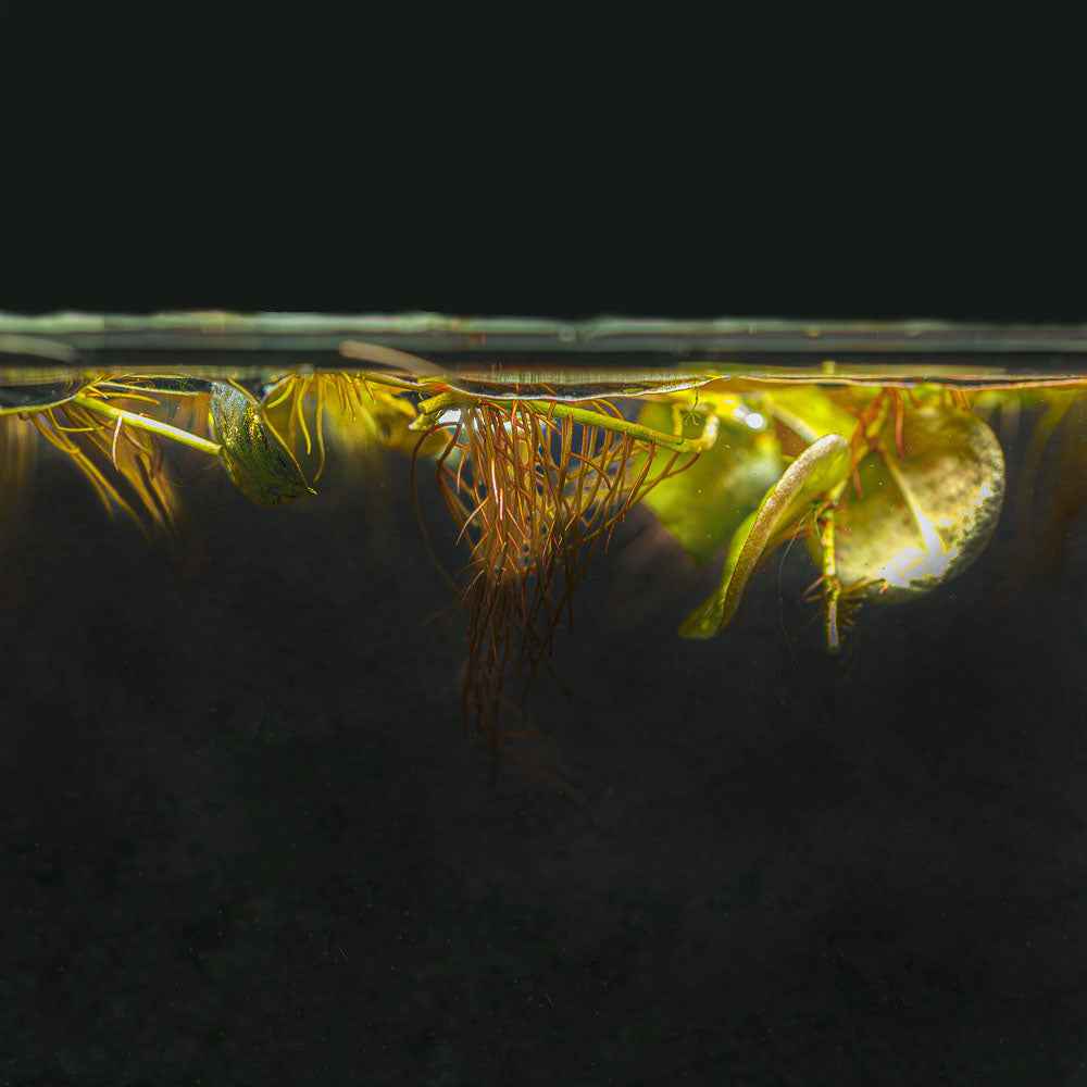 Red Root Floater