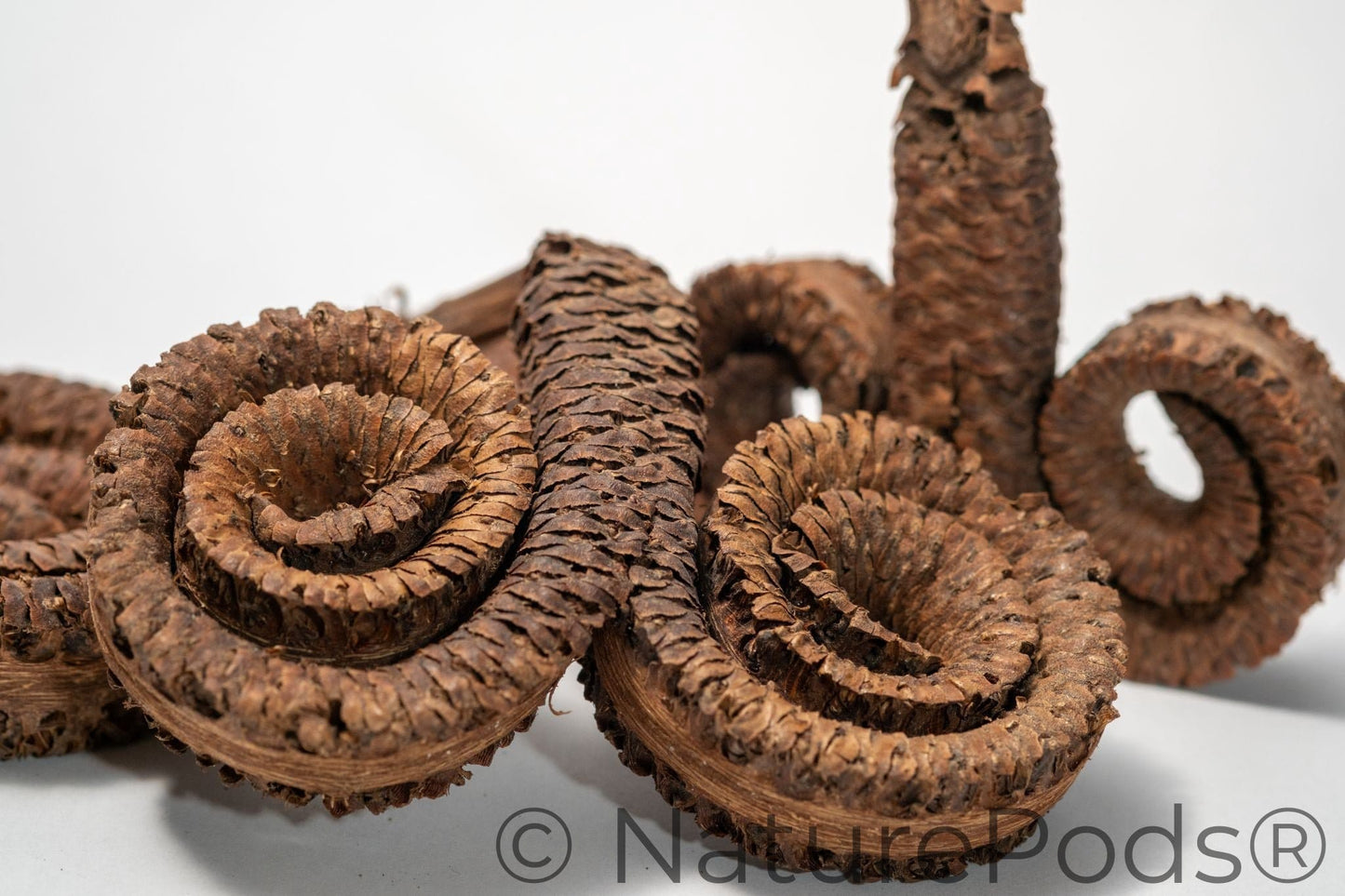 Ram's Horn Seed Pod