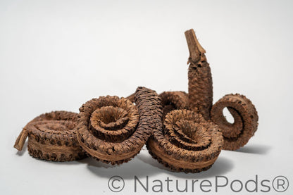 Ram's Horn Seed Pod