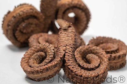 Large Seed Pod Pack