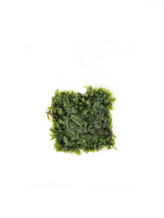 Fissidens nobilis