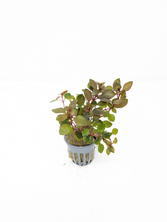Ludwigia sp. 'Super Red Mini'