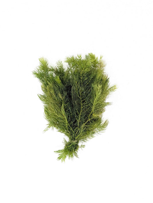 Hornwort | Ceratophyllum Demersum