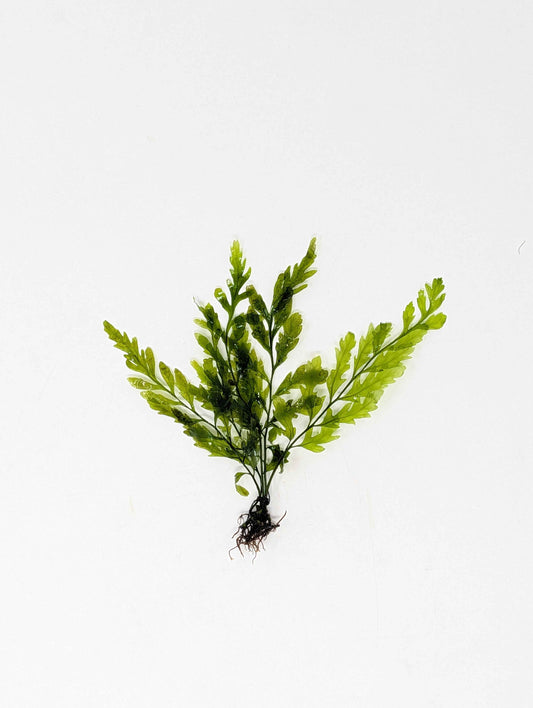 Bolbitis heudelotti Narrow Leaf